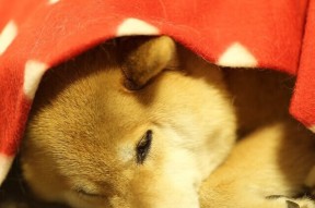 华体会app-AC米兰以持续攻势征服加纳，基耶萨教科书级表现诠释进攻艺术