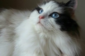 华体会下载-杜兰特式英雄降临，山西男篮纽约之夜逆转生死战