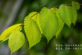 华体会hth-32秒的永恒，2026世界杯黑马之战，莫德里奇用最后一舞为乌拉圭写下绝杀剧本
