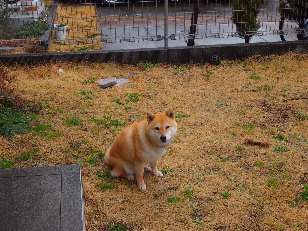 华体会app-AC米兰以持续攻势征服加纳，基耶萨教科书级表现诠释进攻艺术  第2张