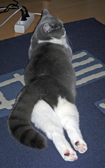 华体会登录-东瀛铁骑与南部之星，当德甲争冠战中的日本式压制遇见亚特兰大式战术革命  第2张