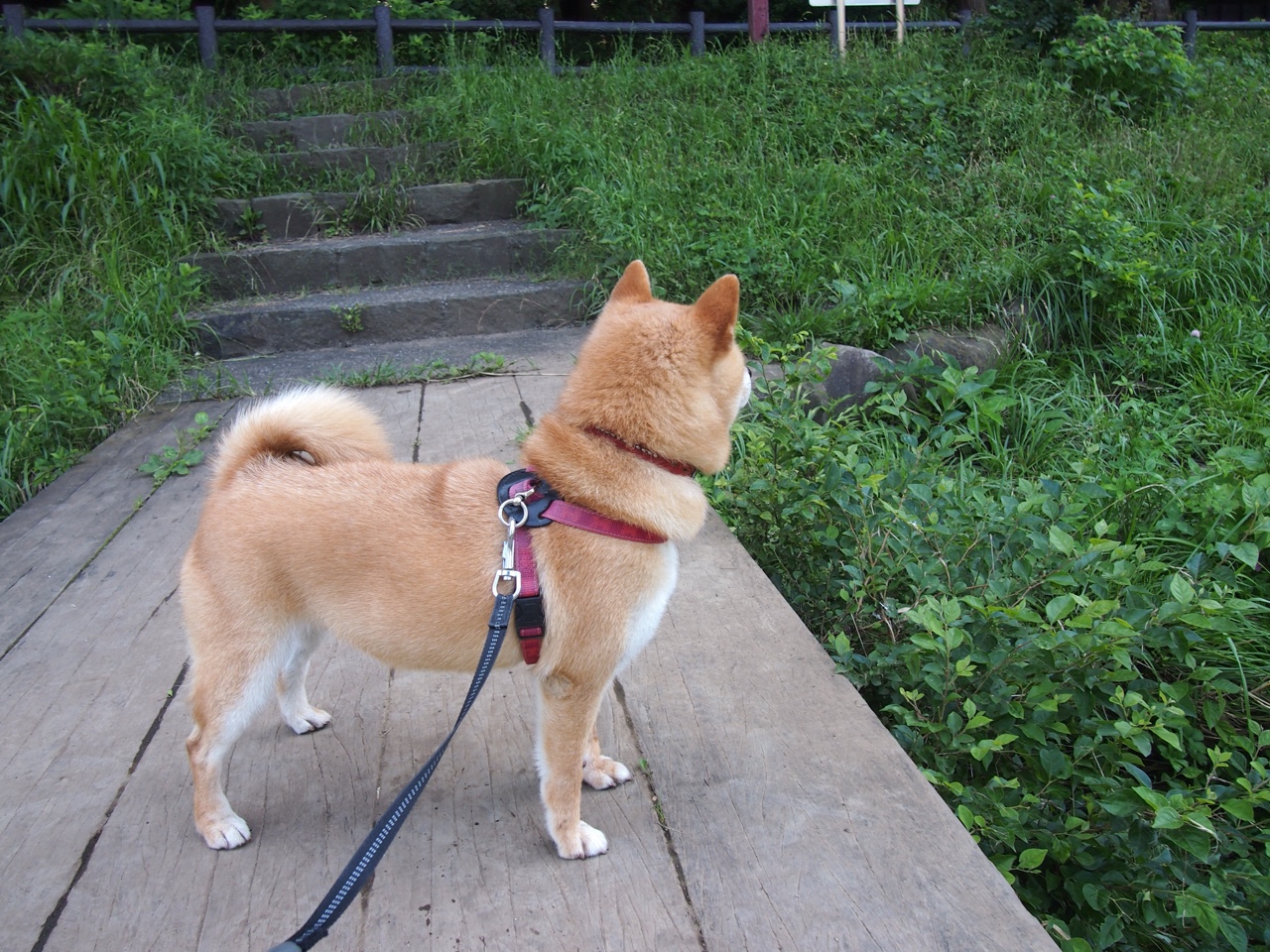华体会-单骑闯关！米切尔末节统治攻防，浙江团队发力提前终结悬念，深圳无力回天  第2张
