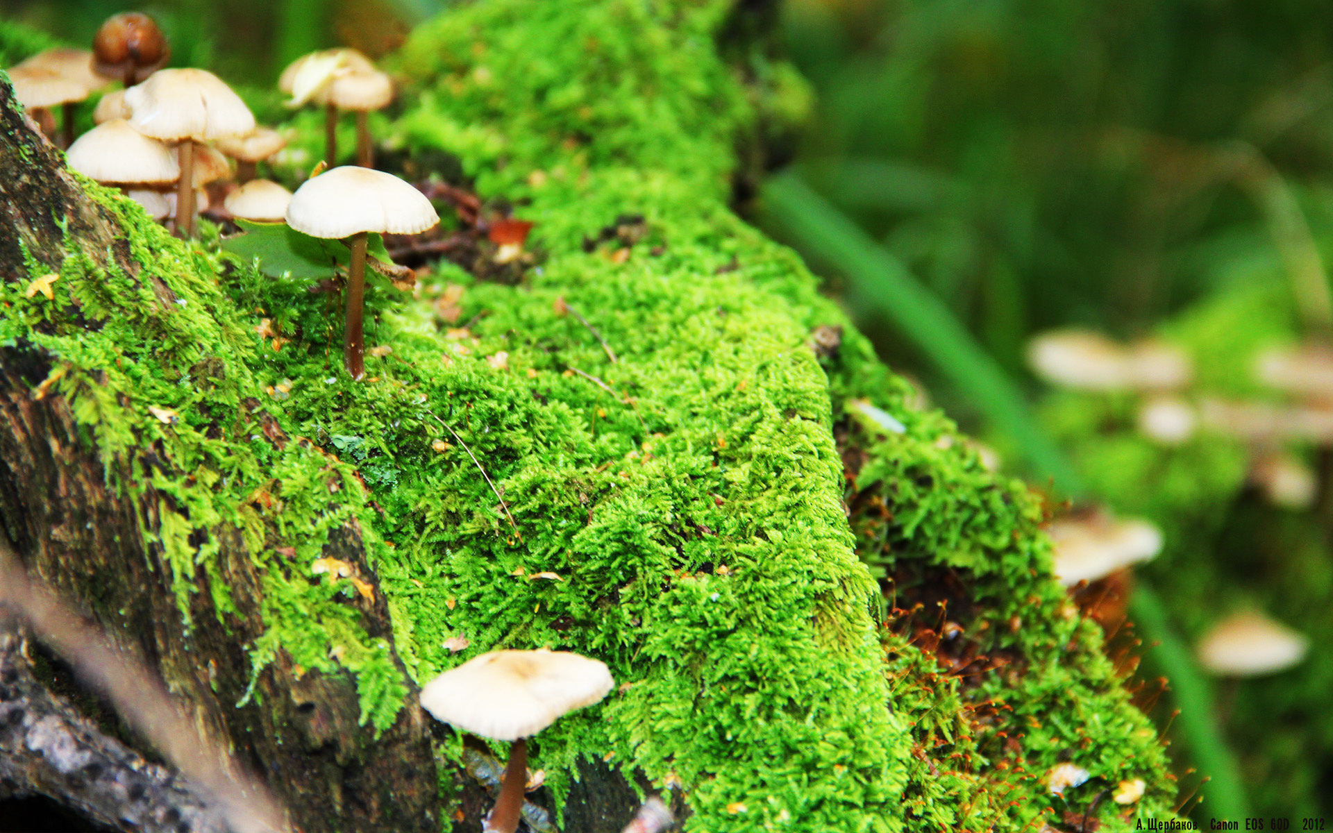 华体会-一人VS一队，奥亚尔萨瓦尔关键回合不手软，荷兰军团战术如手术刀般打穿那不勒斯  第2张